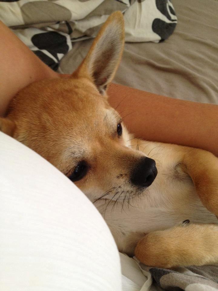 Chihuahua Tico billede 4