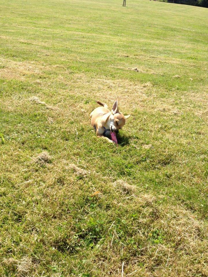 Chihuahua Tico billede 5