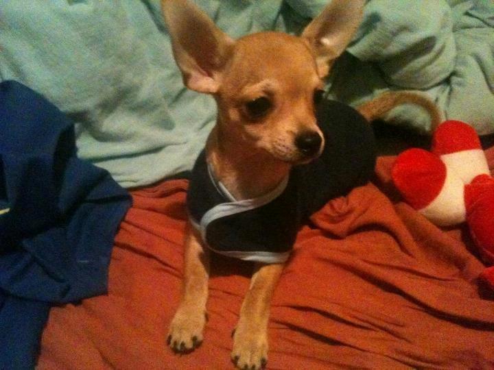 Chihuahua Tico billede 6