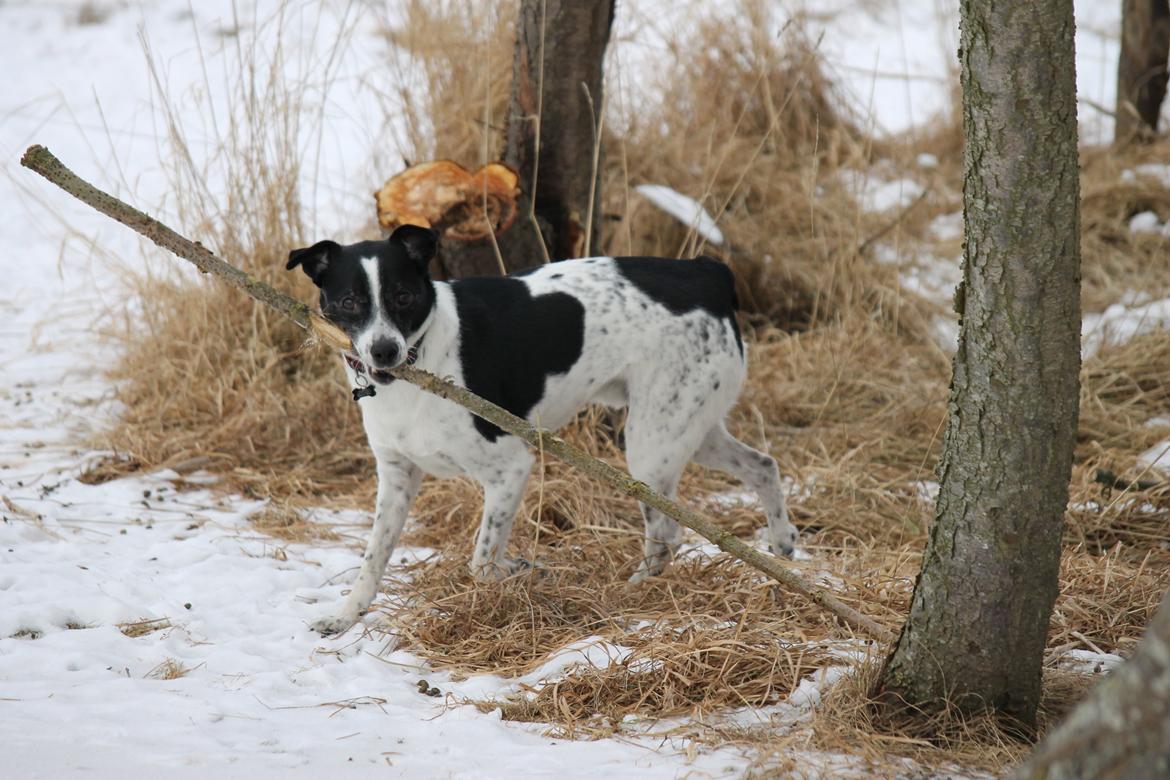 Dansk svensk gaardhund Futte billede 12