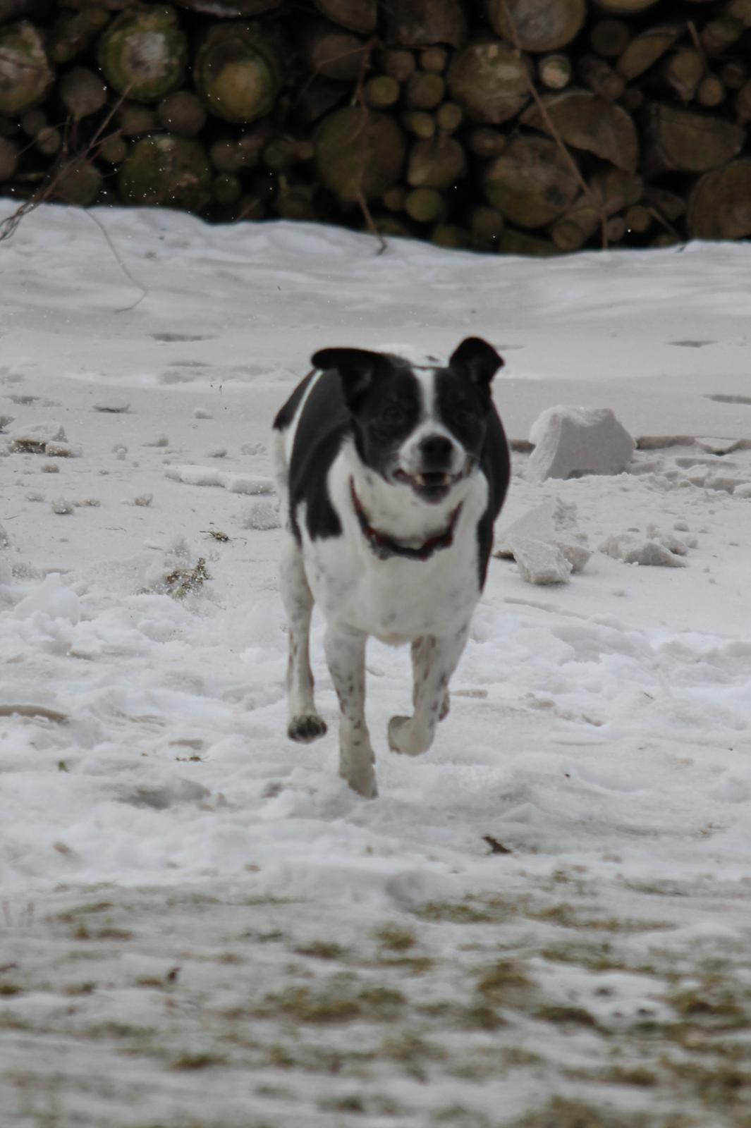 Dansk svensk gaardhund Futte billede 13
