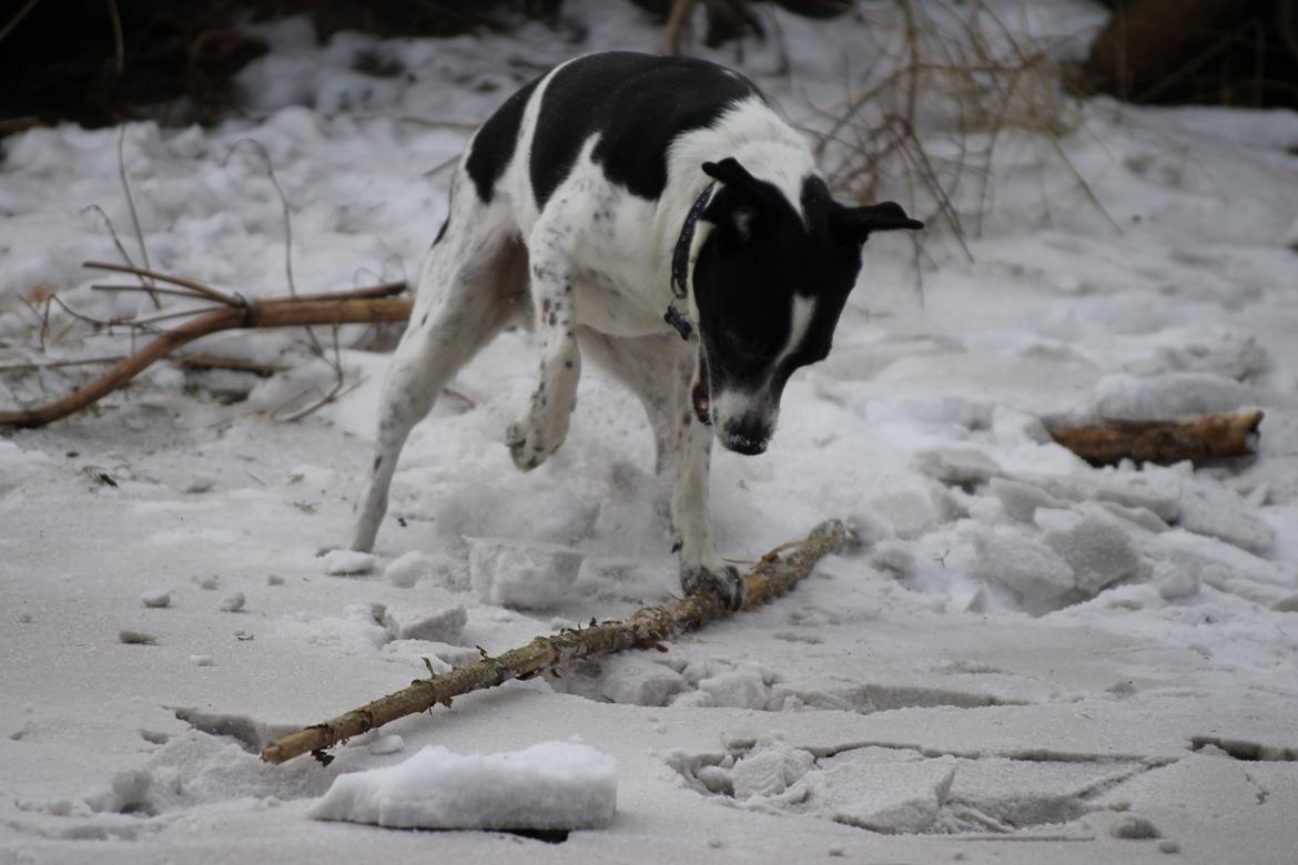 Dansk svensk gaardhund Futte billede 14