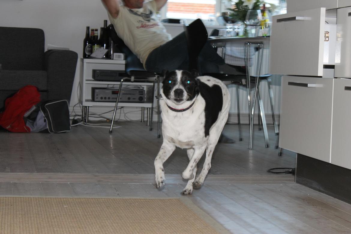 Dansk svensk gaardhund Futte billede 15