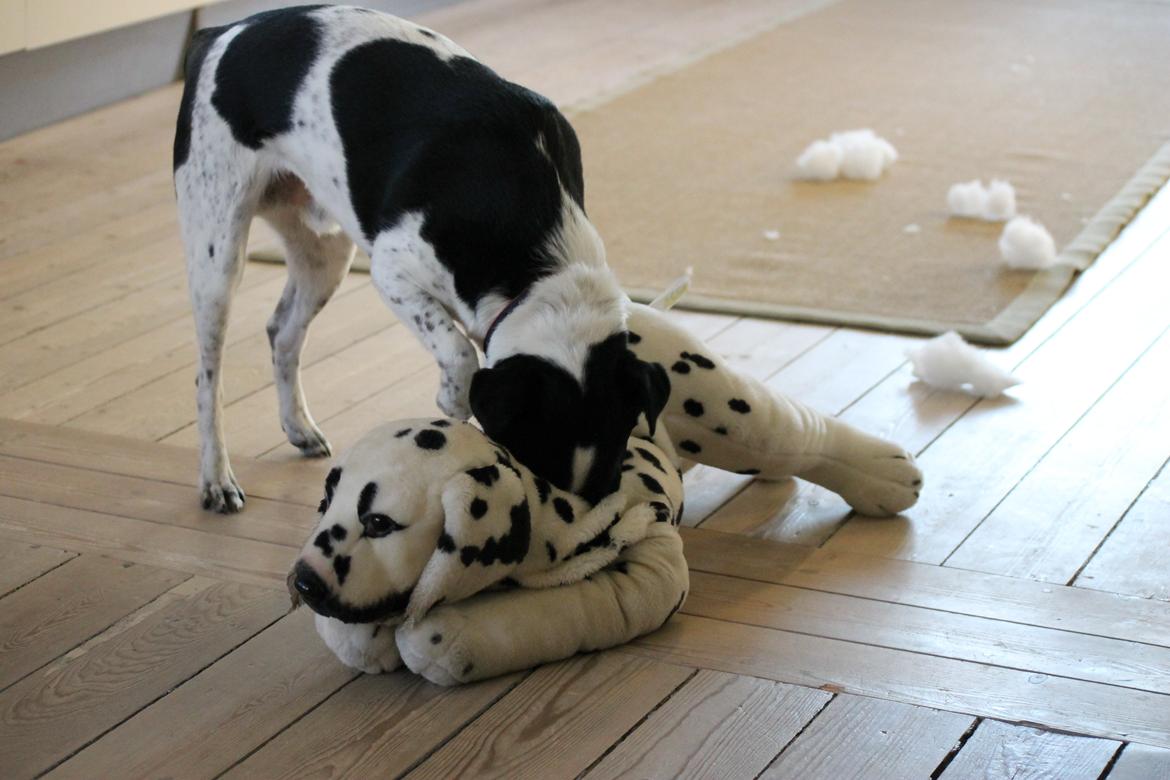 Dansk svensk gaardhund Futte billede 16