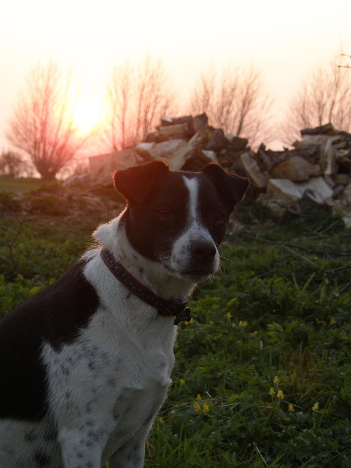 Dansk svensk gaardhund Futte billede 17