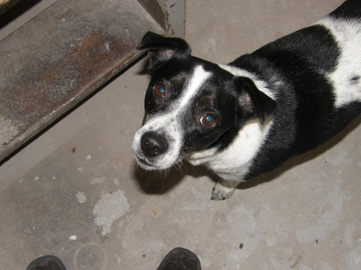 Dansk svensk gaardhund Futte billede 18