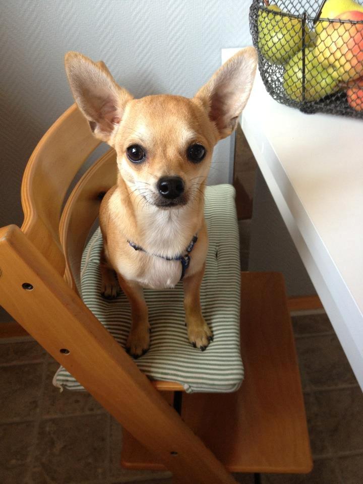 Chihuahua Tico billede 7