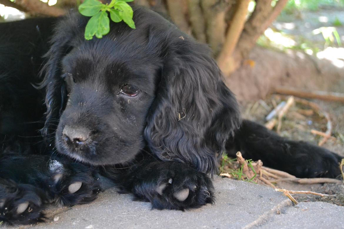 Blanding af racer Mulle billede 9