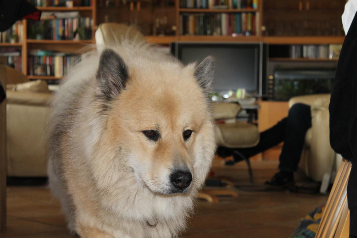 Eurasier Asklunds Charming Cornelius (Enzo) billede 12