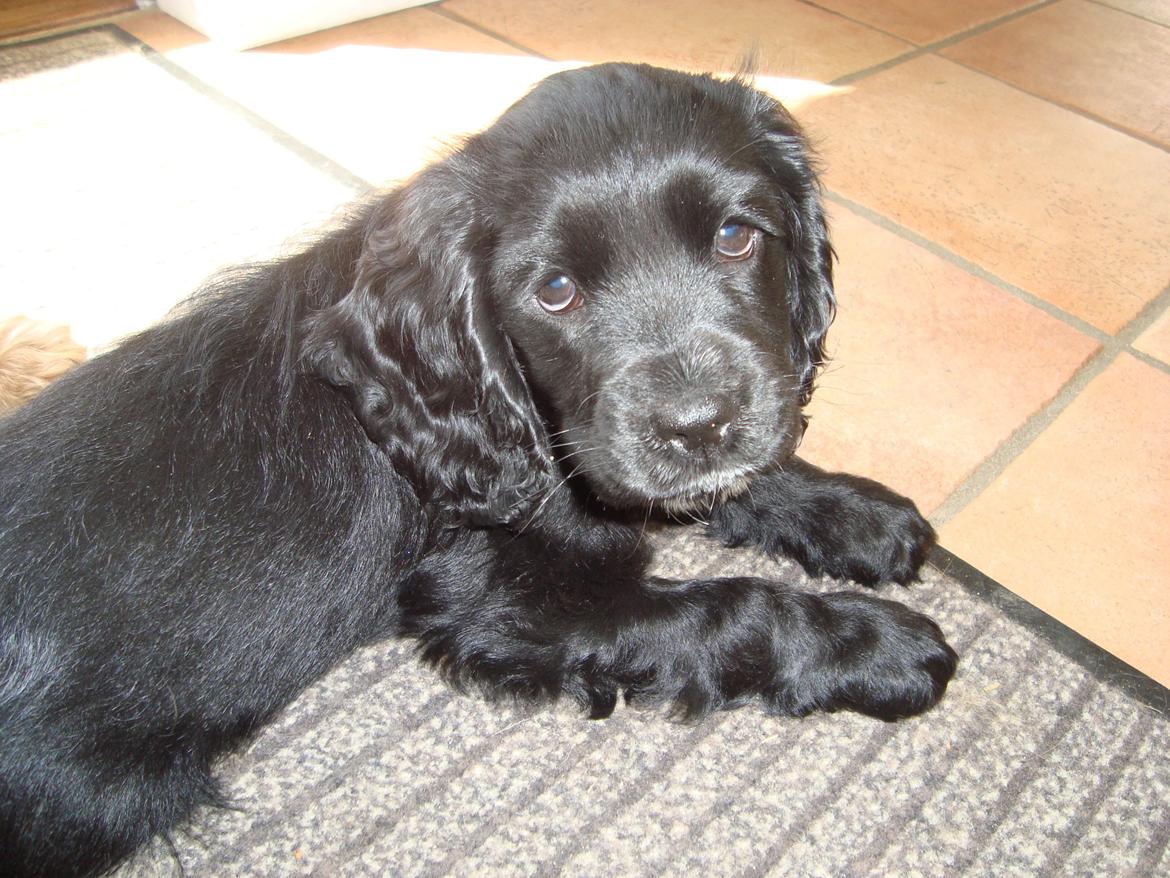 Blanding af racer Mulle billede 10