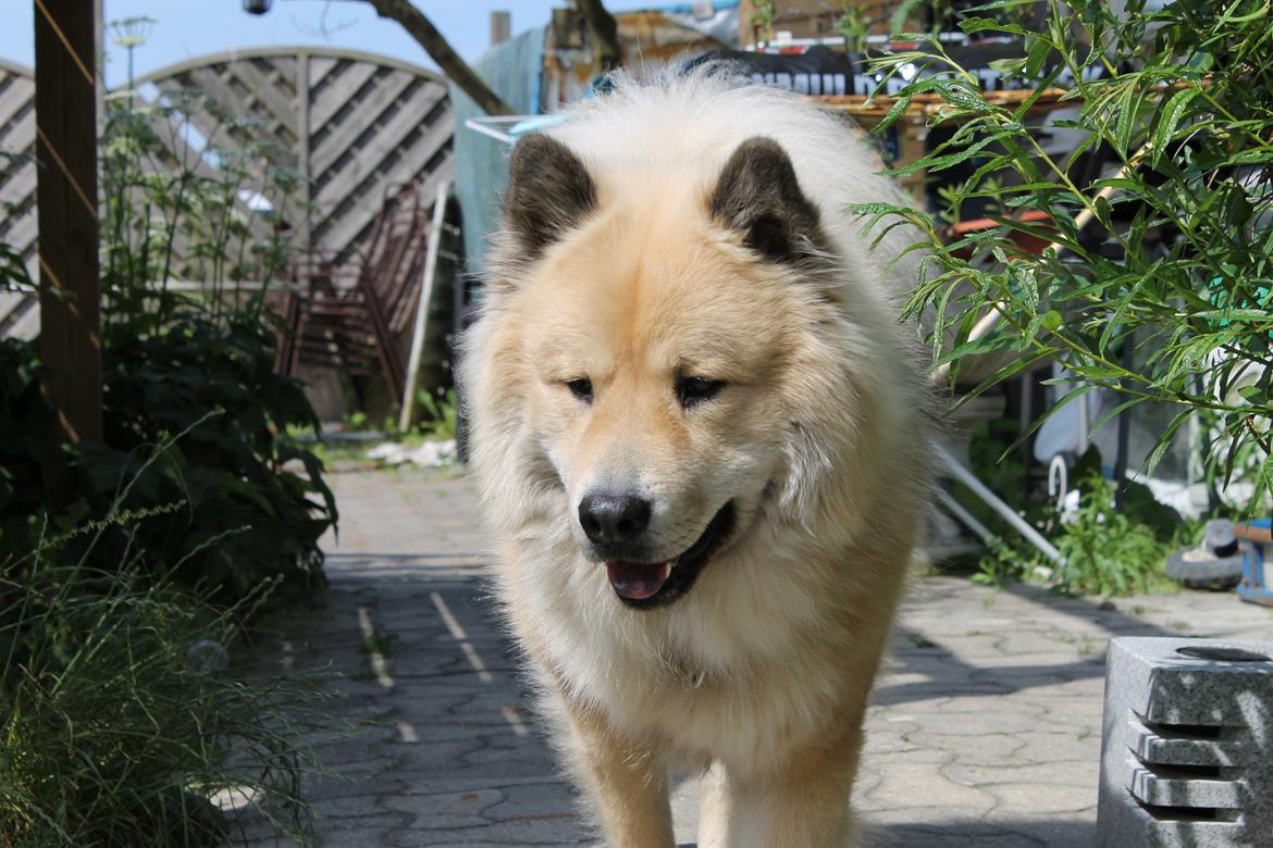 Eurasier Asklunds Charming Cornelius (Enzo) billede 13