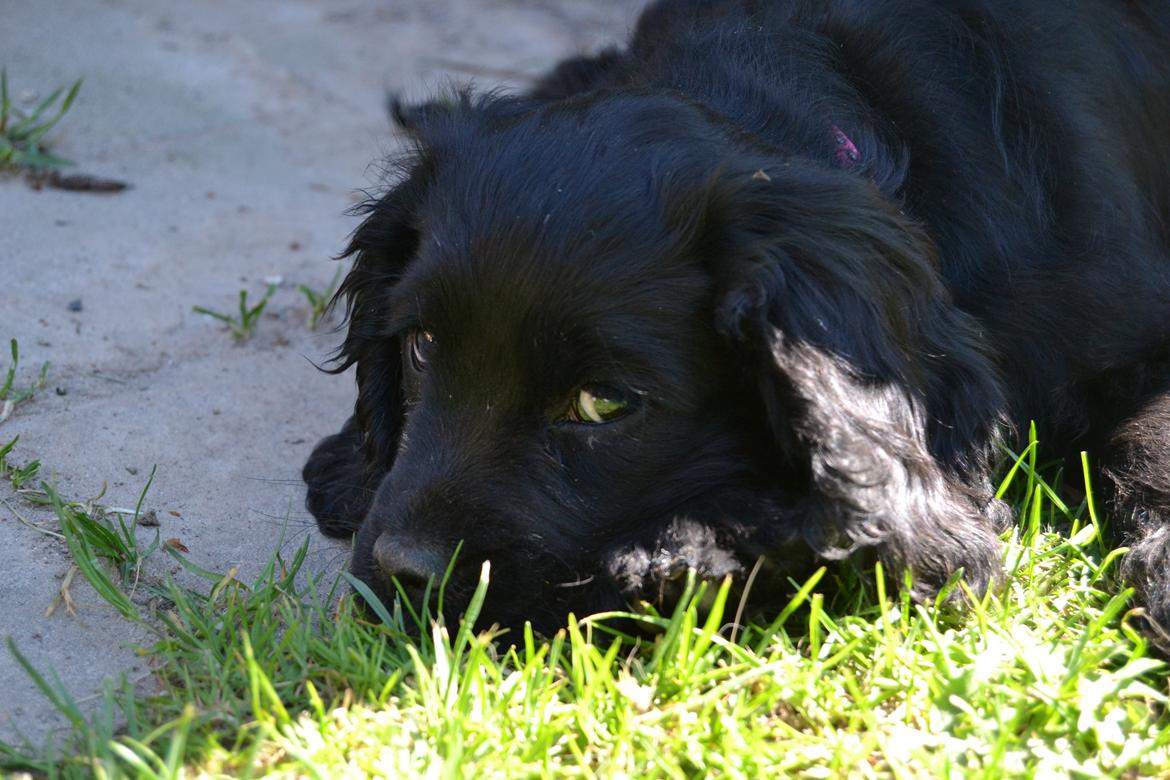 Blanding af racer Mulle billede 11