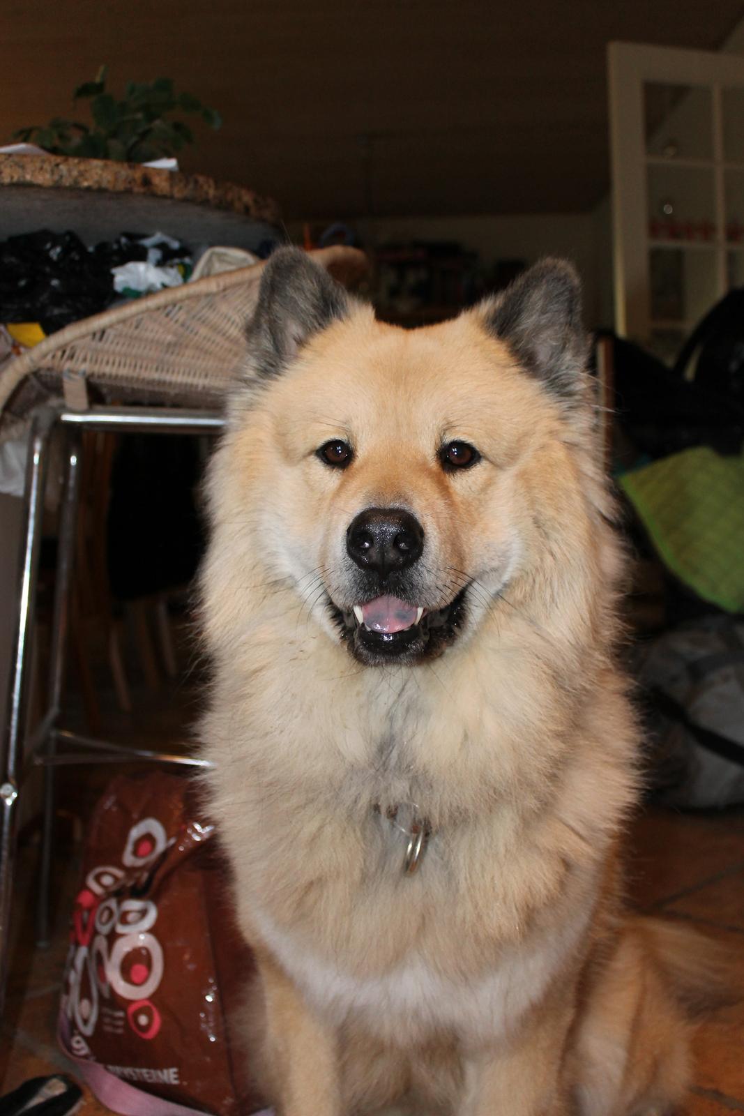 Eurasier Asklunds Charming Cornelius (Enzo) billede 14