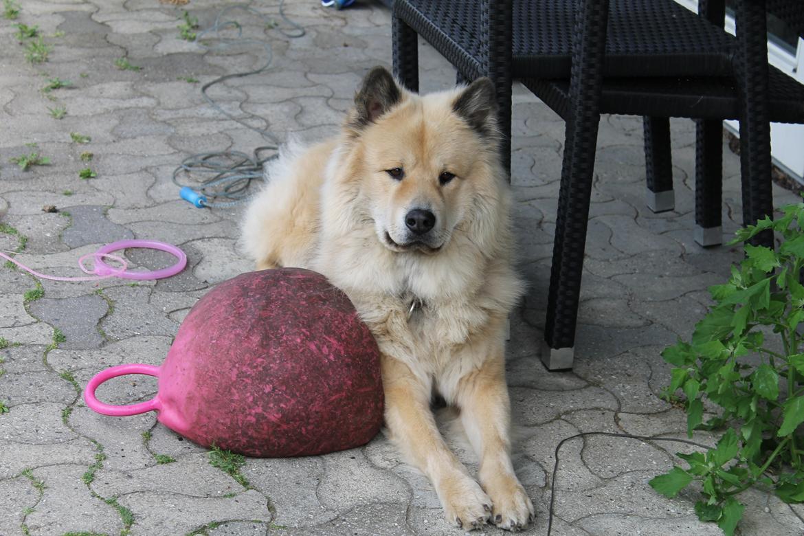 Eurasier Asklunds Charming Cornelius (Enzo) billede 15