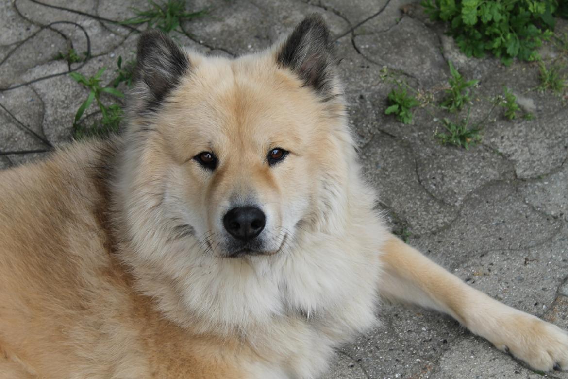 Eurasier Asklunds Charming Cornelius (Enzo) billede 16