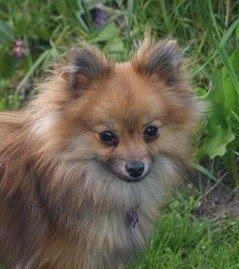 Pomeranian Maggie billede 1