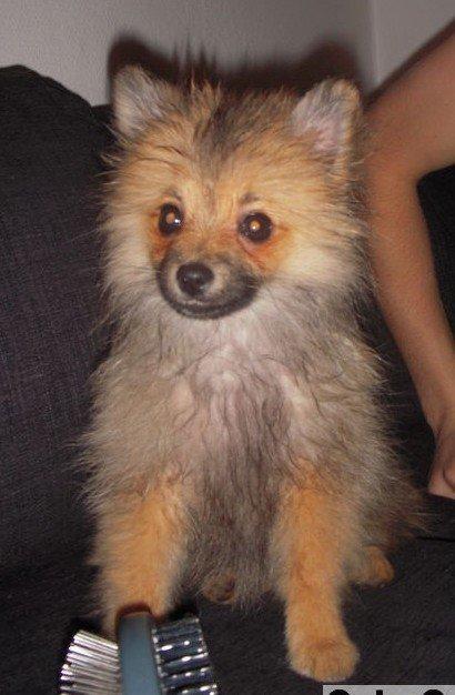 Pomeranian Maggie billede 2