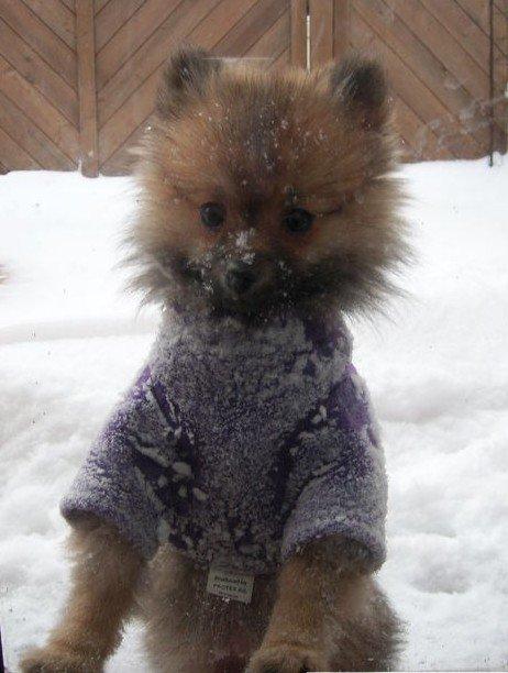 Pomeranian Maggie billede 3