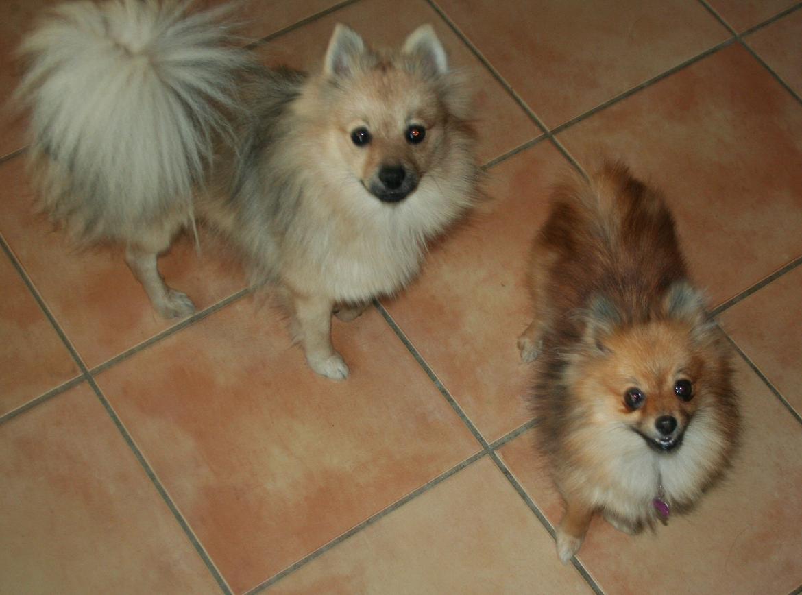 Pomeranian Maggie - Ankomst til vores hjem. billede 4