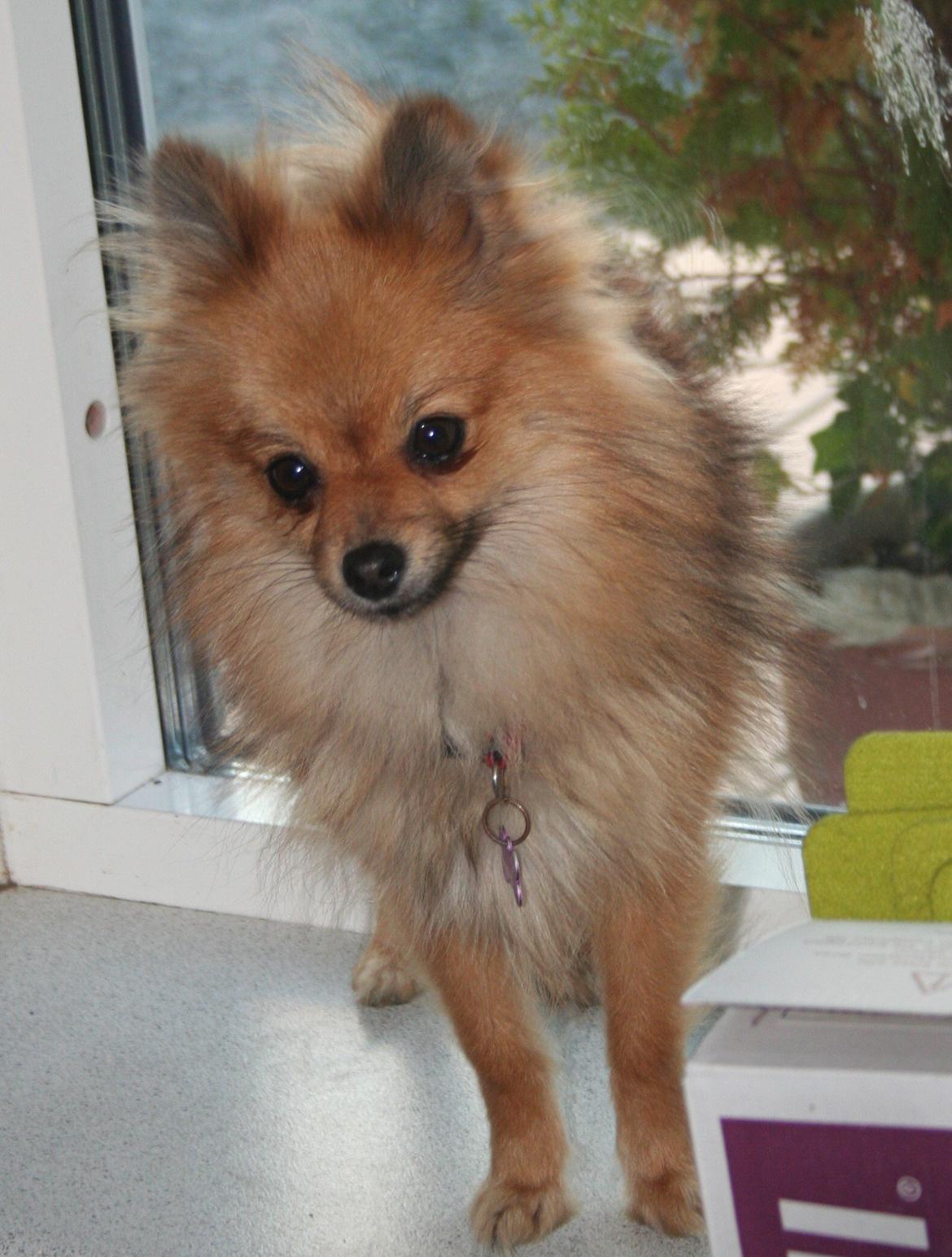 Pomeranian Maggie billede 5