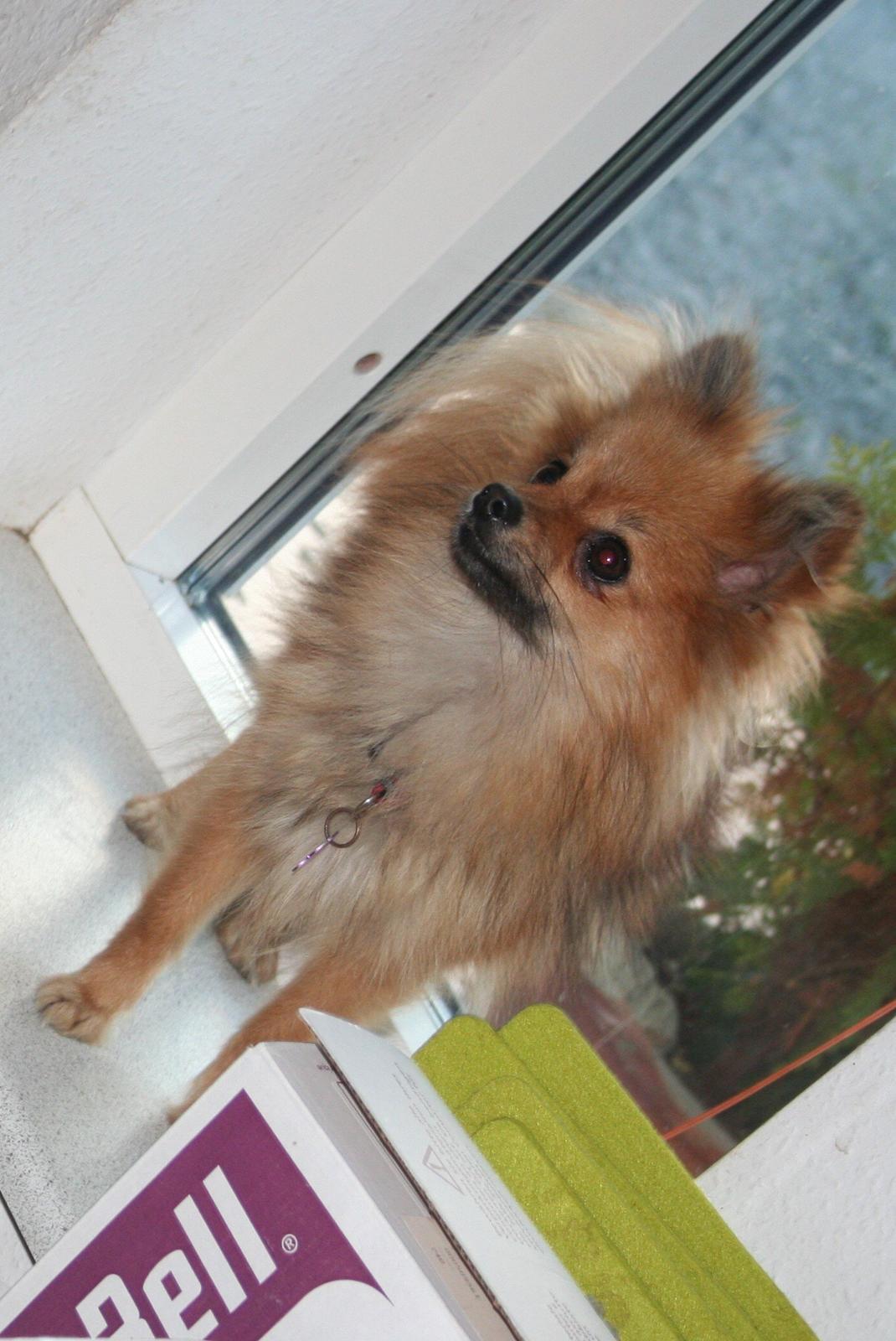 Pomeranian Maggie billede 6