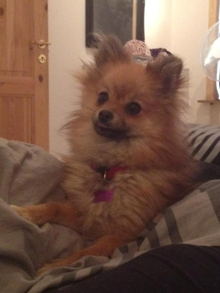 Pomeranian Maggie billede 9