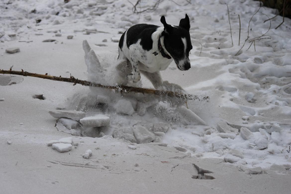Dansk svensk gaardhund Futte billede 19