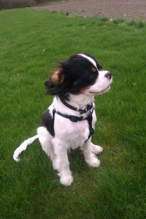 Cavalier king charles spaniel Charly <3 146316 - Han elsker når vinden blafre om ørene på ham! ;) billede 19