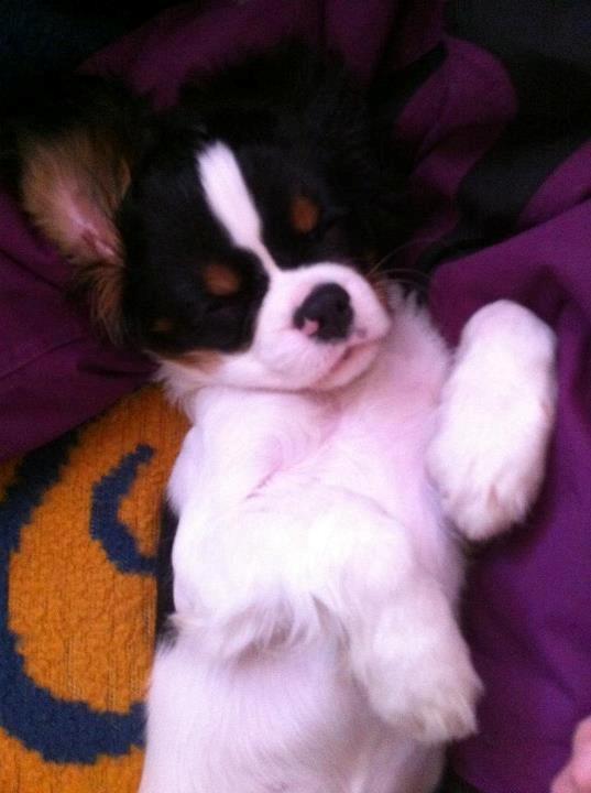 Cavalier king charles spaniel Charly <3 146316 - Charlys måde at sove på :') billede 8