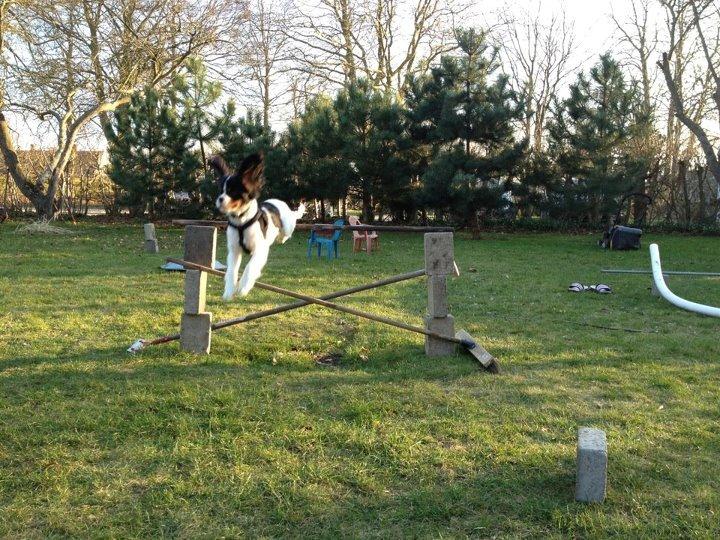 Cavalier king charles spaniel Charly <3 146316 - Hop! :D forår 2013 billede 9