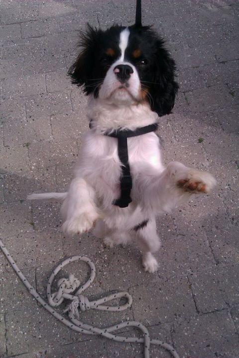 Cavalier king charles spaniel Charly <3 146316 - Han står på bagben på komandoen 'stå'! :)  billede 13