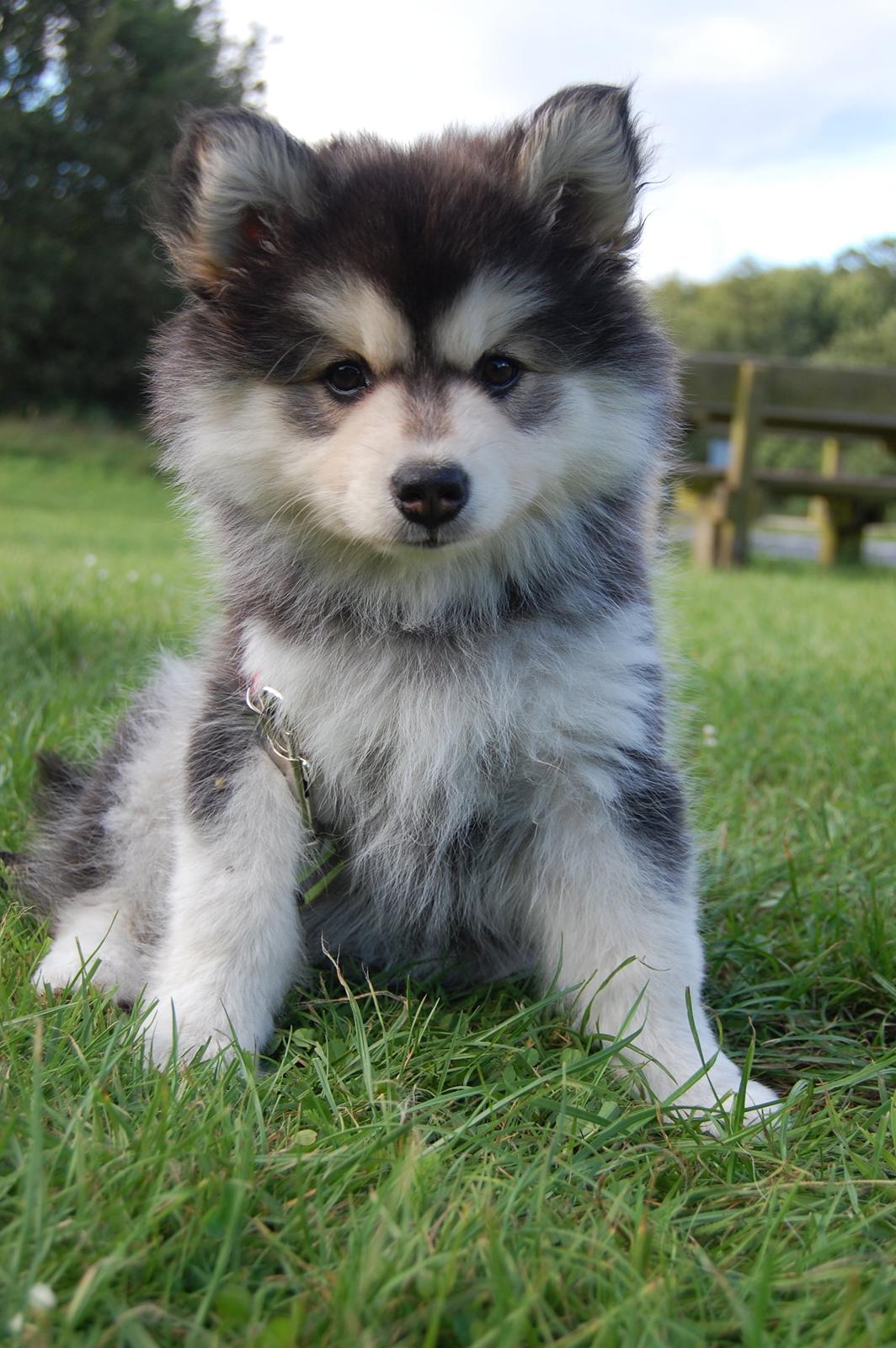 Finsk lapphund DKCH Lapinkaunis Mystique - Mystique 8 uger :) Med i Krattet for første gang! billede 30