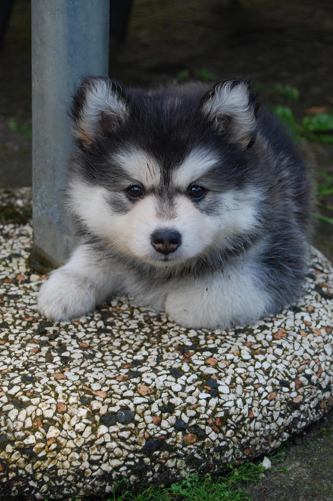 Finsk lapphund DKCH Lapinkaunis Mystique - "Var der noget?" billede 33