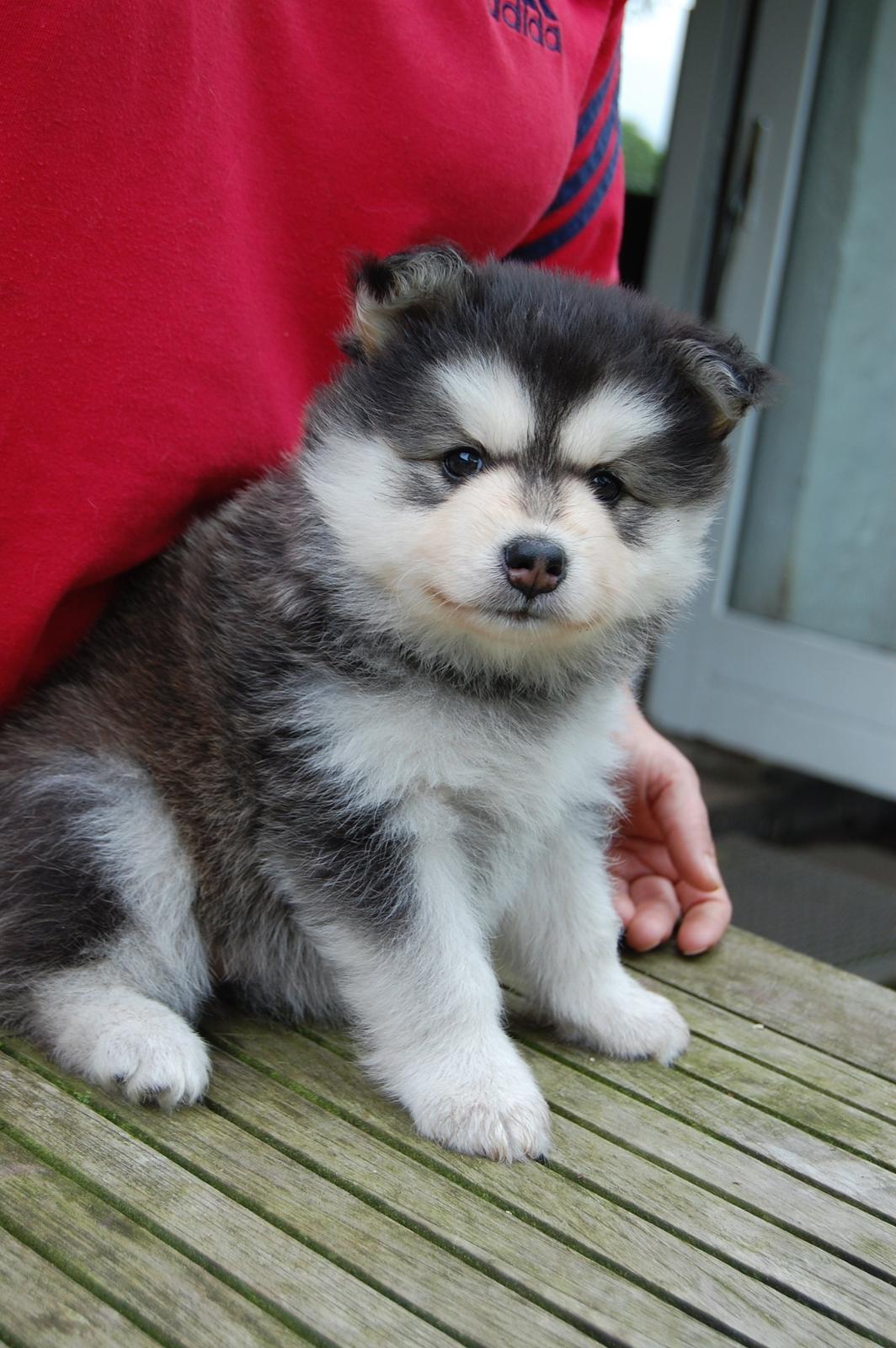 Finsk lapphund DKCH Lapinkaunis Mystique - <3 billede 34