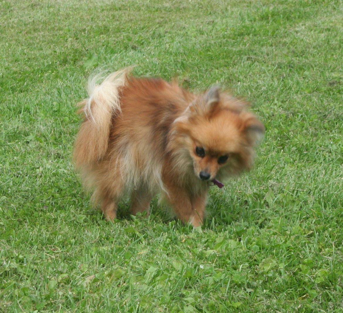 Pomeranian Maggie billede 10