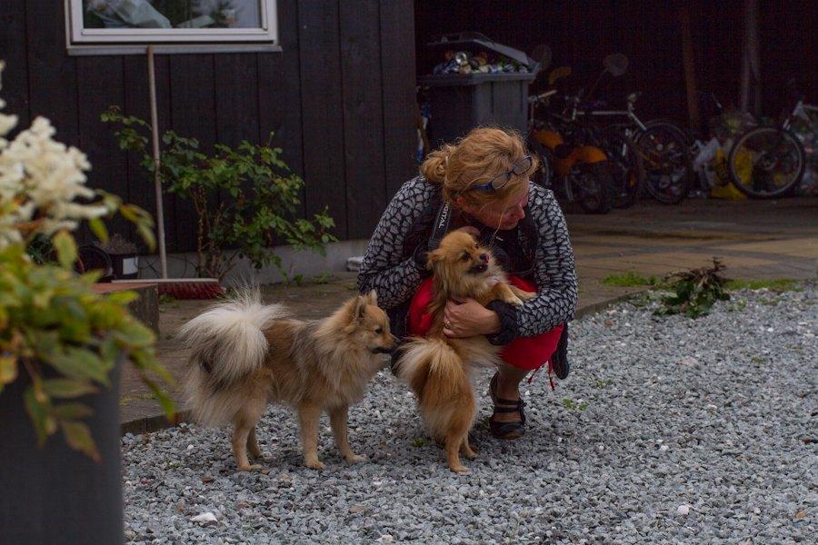 Pomeranian Maggie billede 11