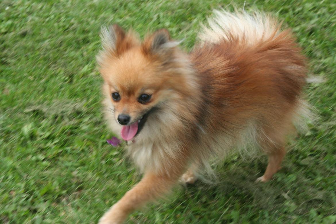 Pomeranian Maggie billede 12