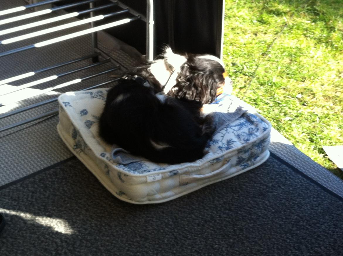 Cavalier king charles spaniel Laban - Godt 1 år gammel. Nyder solen på camping. billede 7