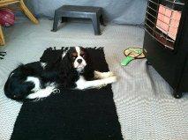 Cavalier king charles spaniel Laban - Om aftenen når det bliver for koldt er det godt med lidt varme. billede 8