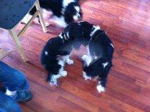 Cavalier king charles spaniel Laban - 1 Års fødselsdag. besøg hos mor Mille. Ses her med søster Kikki og mor Mille.  billede 9