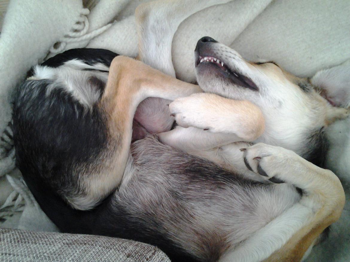 Blanding af racer Jack billede 1