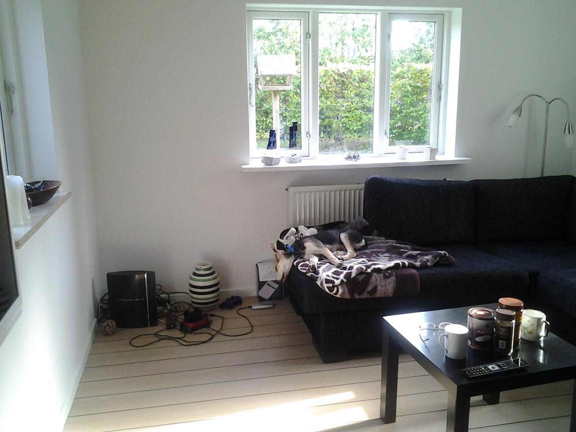 Blanding af racer Jack billede 2