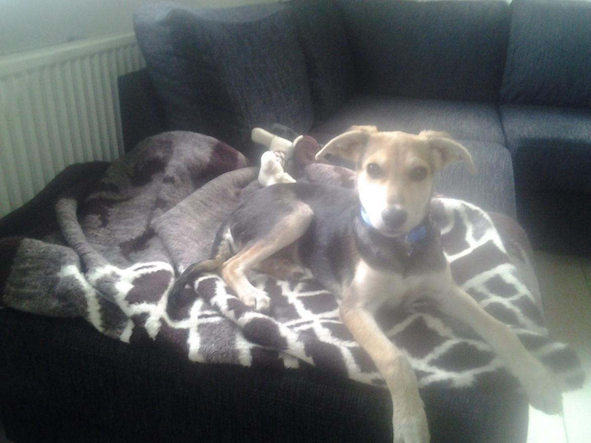 Blanding af racer Jack billede 3