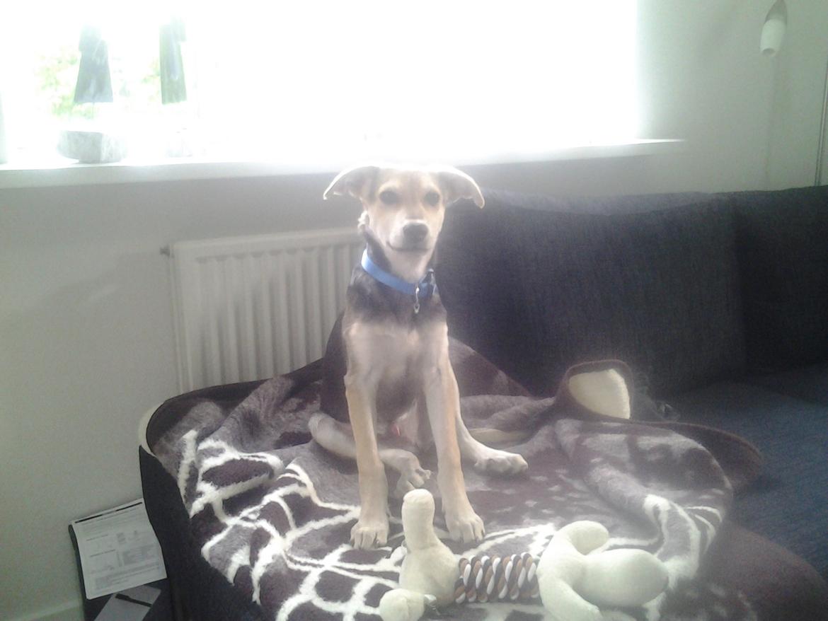 Blanding af racer Jack billede 4