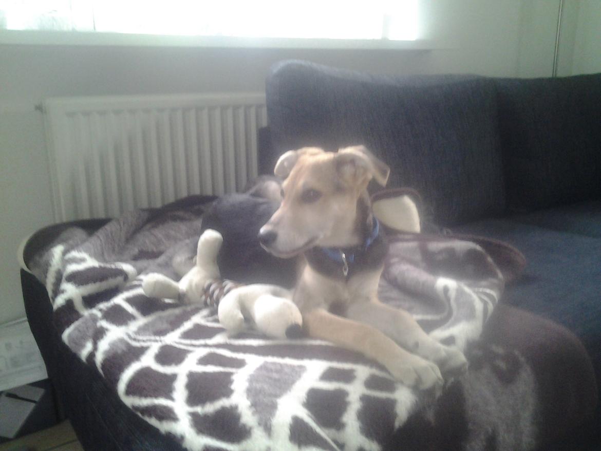 Blanding af racer Jack billede 5