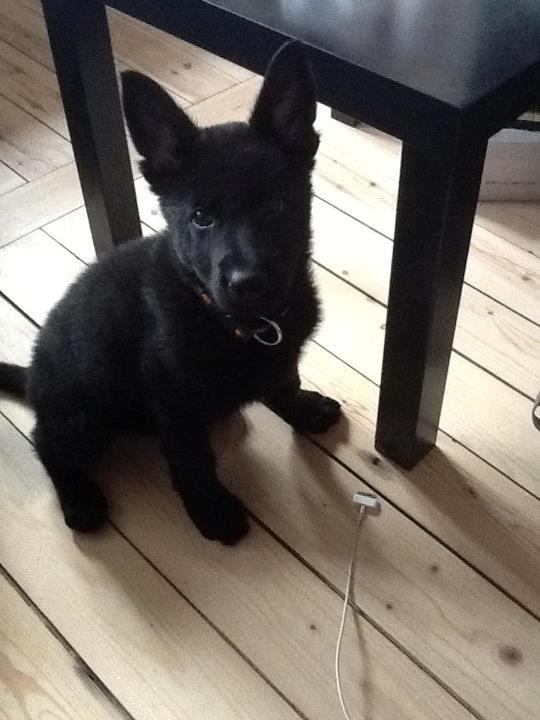 Schæferhund Amigo. billede 6