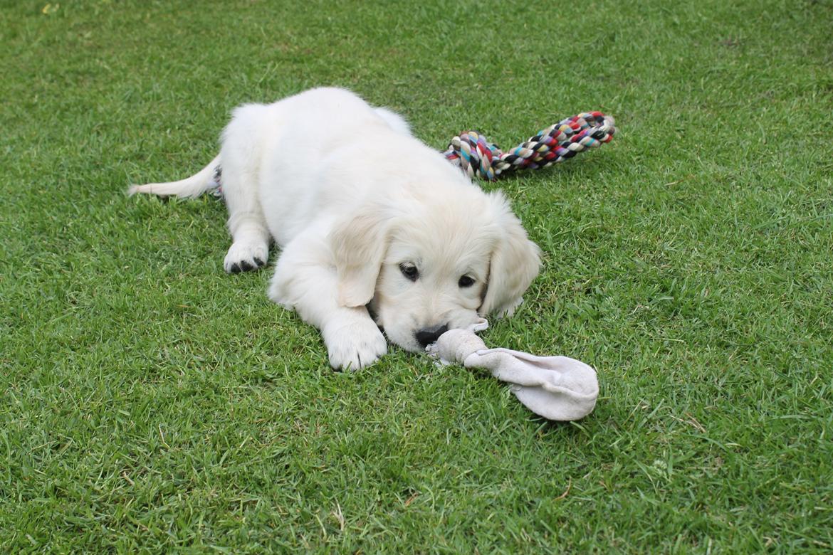 Golden retriever Peka's Chelsea billede 3