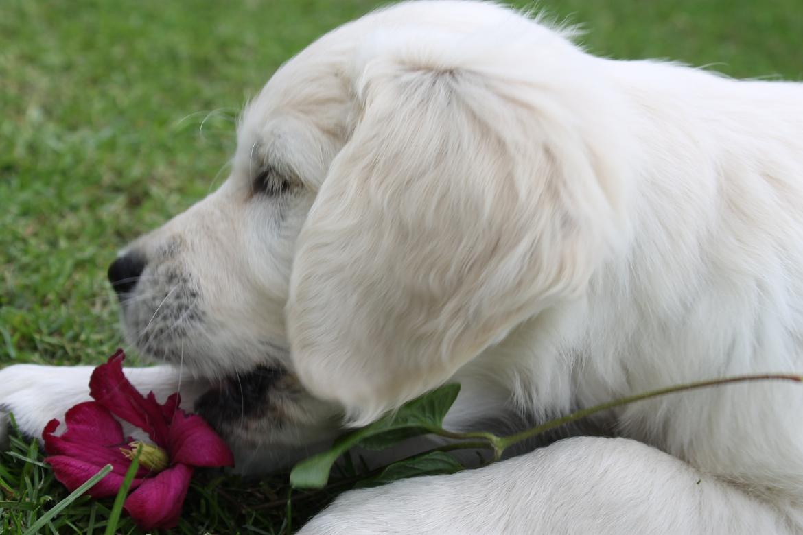 Golden retriever Peka's Chelsea billede 4