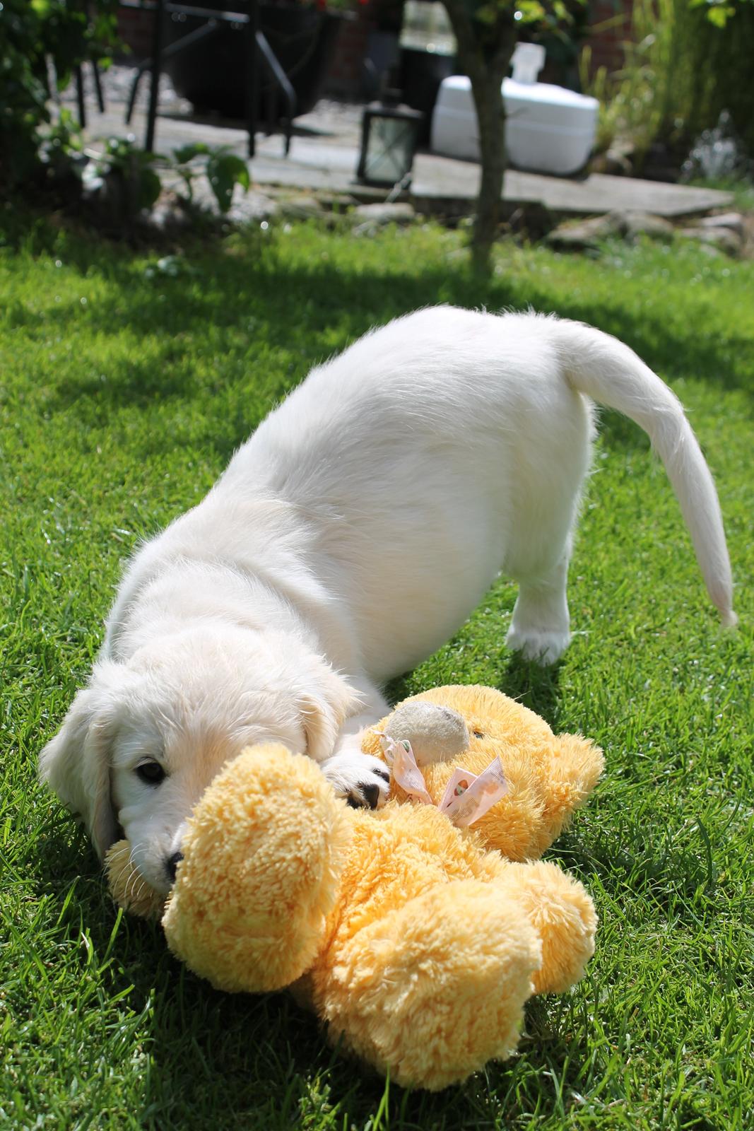 Golden retriever Peka's Chelsea billede 6