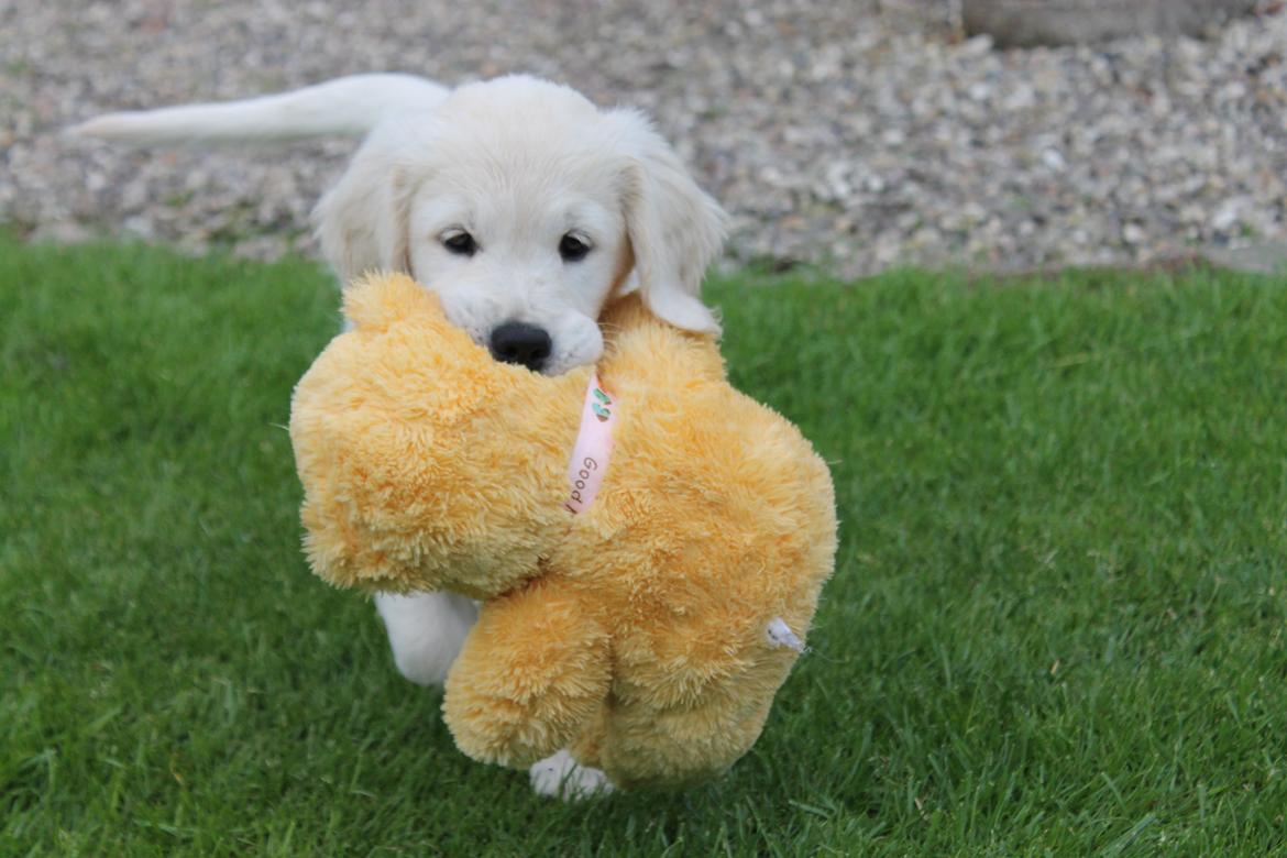 Golden retriever Peka's Chelsea billede 1